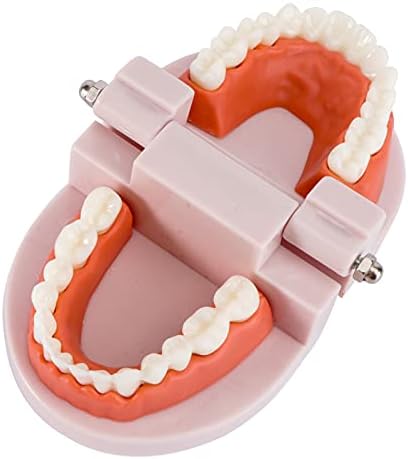 Toyvian Почистващи Фалшиви Зъби 1БР Стоматологичен стандартния Модел на Зъбите Модел на Човешки Зъби За Възрастни Стандартна Демонстрационен Модел на Зъбите на Учебн