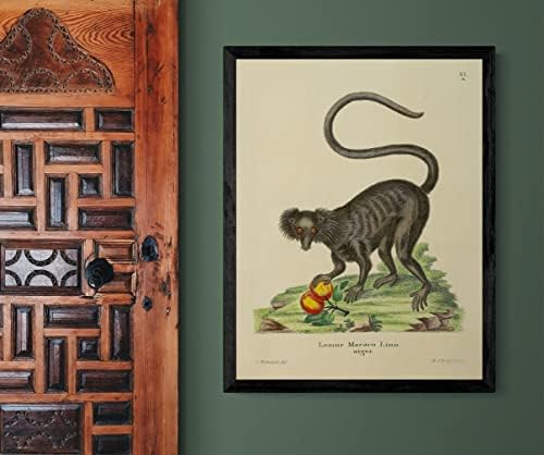 Черен Лемур, Маймуна-Примат, Ретро Декор за Кабинета на Дивата Природа, Зоология, Антични Илюстрация, Плакат с Принтом