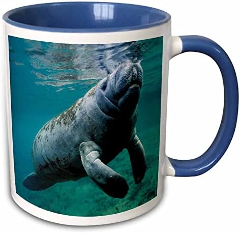 3dRose кружка_45536_6 на Уест индийски морска крава Trichechus manatus във Флорида, САЩ е Оцветен в синьо чаша, 11 грама,