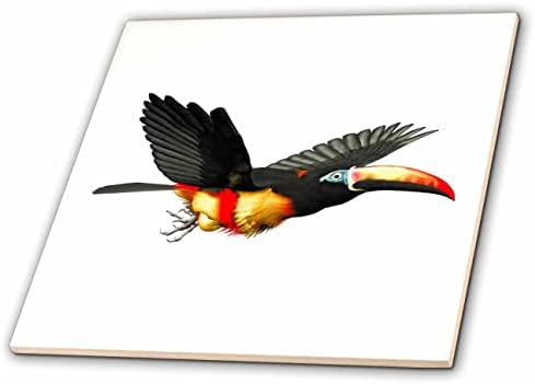3D-графика Drose Boehm Bird - теракот Fiery Bill Aracari Bird (ct_357652_1)