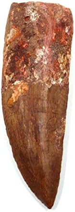 Зъб от динозавър Кархародонтозавра 4,830 Ископаемый африка тиранозавър рекс XLDB 17323 22o