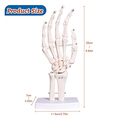Модел Скелет ръце faruijie - Медицинската Анатомия на Костите на Пръстите на Човека, Гъвкав Скелет на Дясната