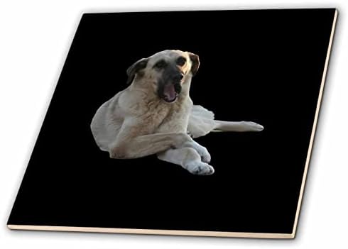3dRose Taiche - изображението на Кръста - Куче Кангал - Векторна филе Зевающей куче Кангал - Плочки (ct-364792-7)