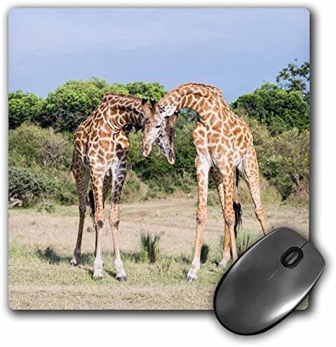 3дроз масайского жираф, Два Бика Гушкане, резерват Масай Мара, Кения - Подложка за мишка