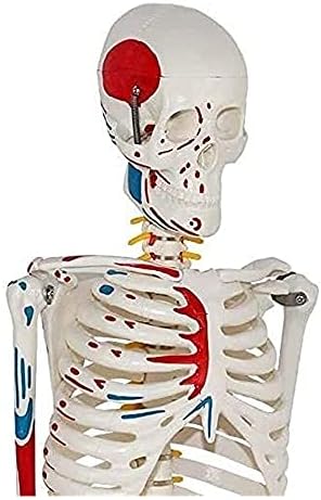 qwert Мускулна модел на Скелета на Човешкото тяло с размера на мускулите 602