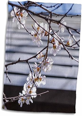 3. Бели цветя японски кайсия на фона на древната структура - Кърпи (twl-271421-3)