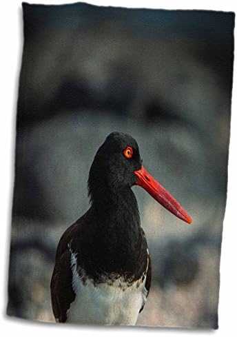 3дРоза Данита Делимон - Птици - Американски ловец на стриди, Галапагоските острови, Еквадор. - Кърпи (twl-228961-3)