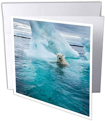 3. Канада, залива Репалс, Бяла мечка, Плувайки в близост до айсберг в Гудзоновом залив - Поздравителна картичка